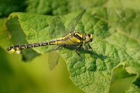 Klinatka obecna - Gomphus vulgatissimus  4352